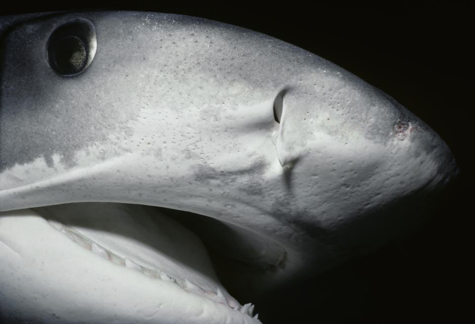 A close-up image of a shark's head showing its eye, gill, and part of its open mouth displaying several teeth