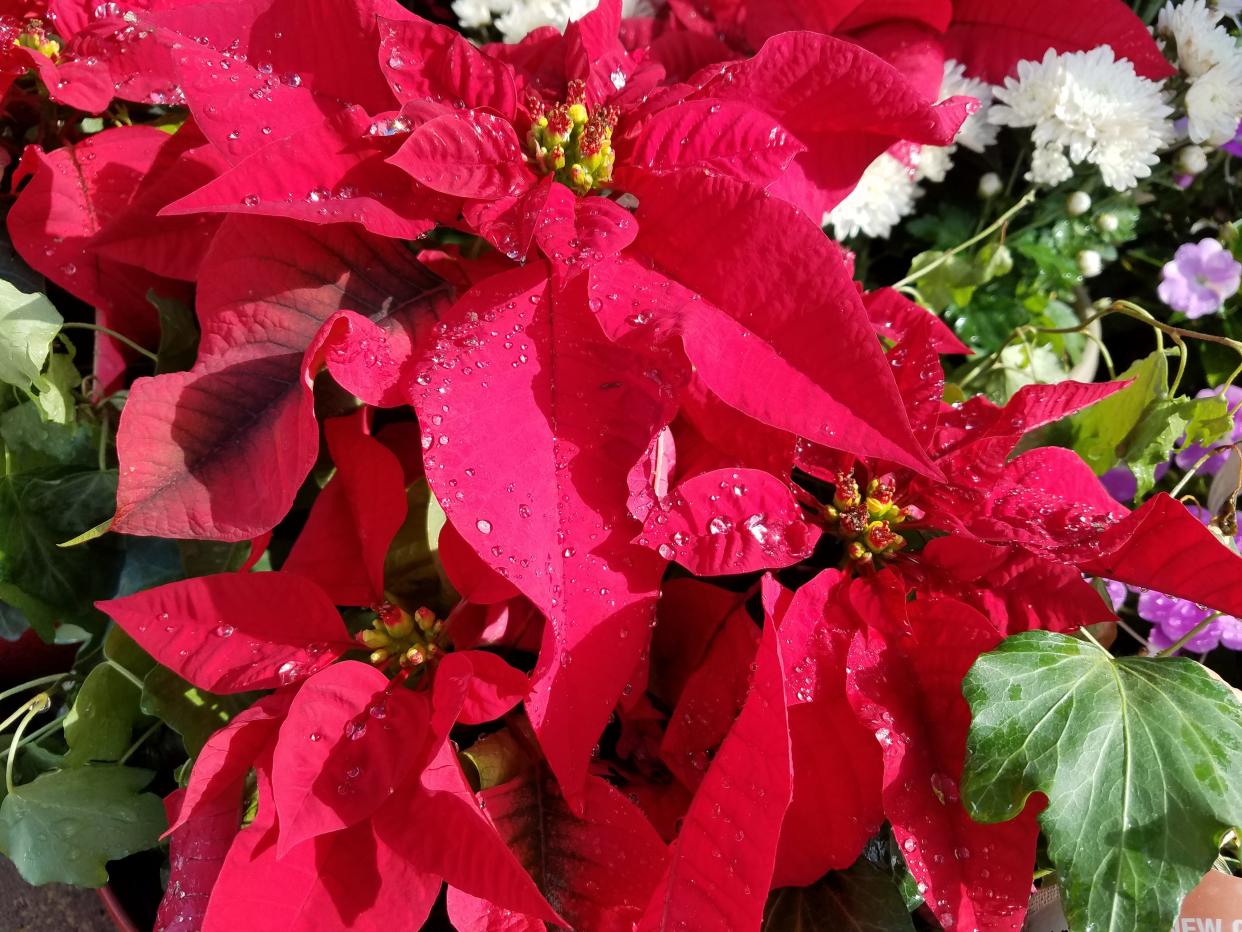 Want your poinsettias to bloom for Christmas? Make sure they get enough dark time.