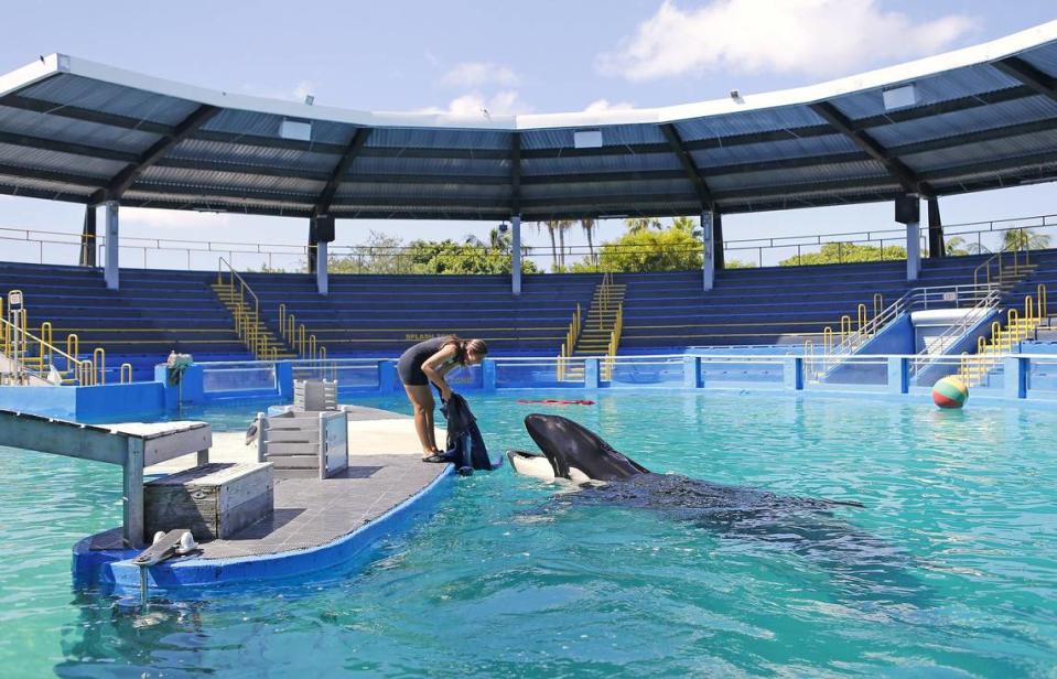 Miami Seaquarium manager of animal training Marni Wood works with Lolita at the Miami Seaquarium in 2017, the same year Jennine Capó Crucet’s novel ‘Say Hello to My Little Friend’ is set. The orca died Aug. 18, 2023 and was never freed from her tiny tank. David Santiago/dsantiago@elnuevoherald.com
