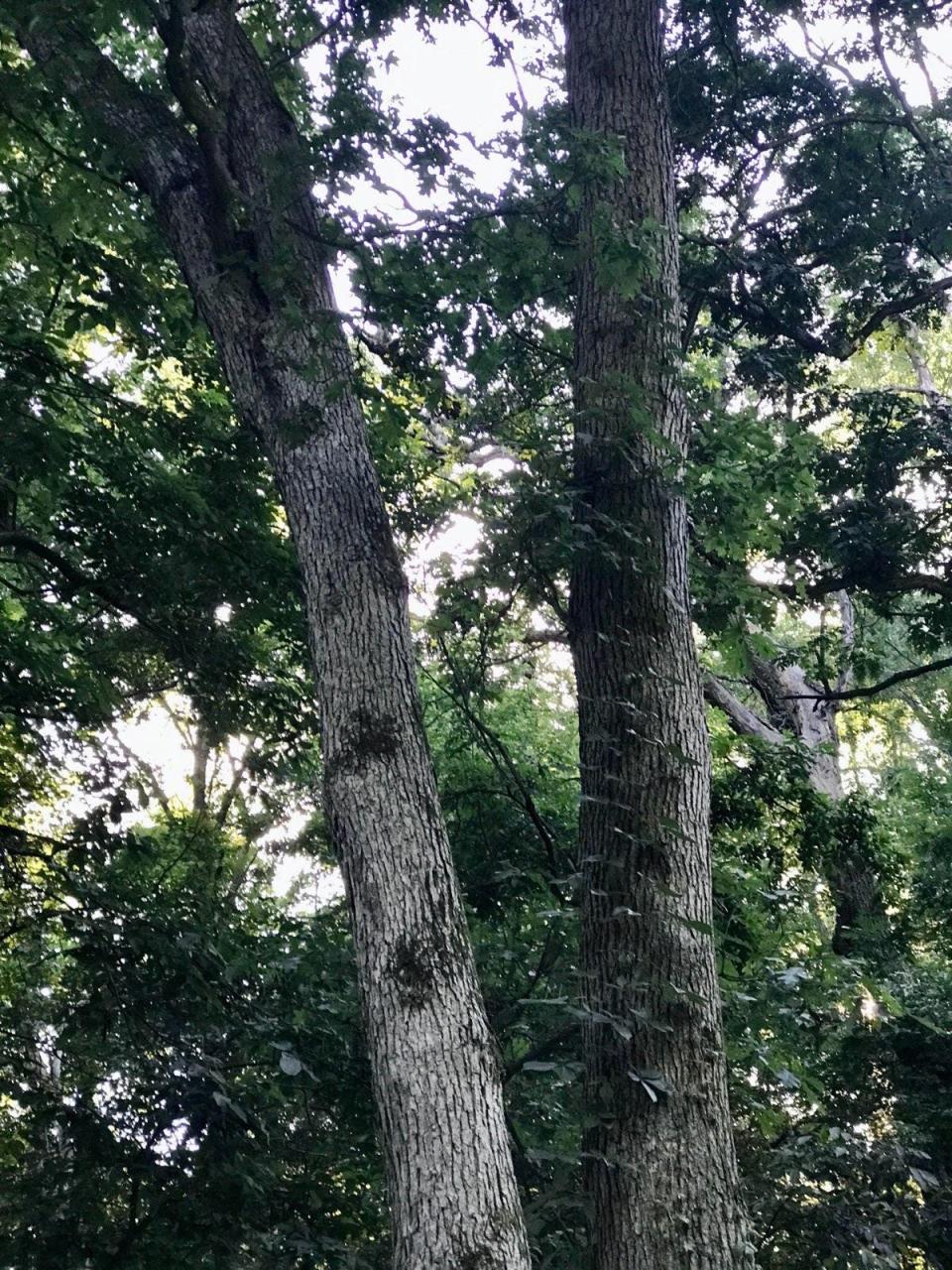 Majestic white oak trees top the list for keystone plants.