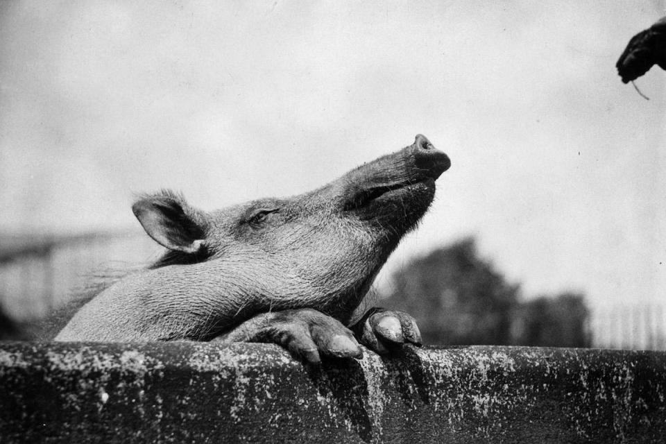 1933: Snout and about: An African wild boar at London Zoo sticks its snout into the air (Fox Photos/Getty Images)