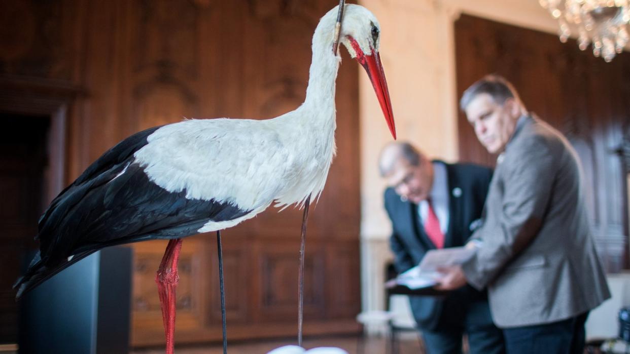 Der Rektor der Universität Rostock, Wolfgang Schareck (l) zusammen mit dem Leiter der zoologischen Sammlung in Rostock, Stefan Richter hinter der Replik des sogenannten Pfeilstorchs. Foto: Jens Büttner