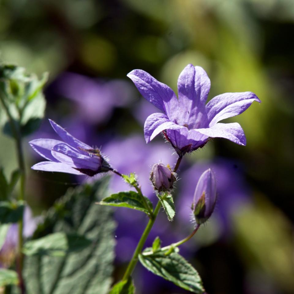 Campanula lactiflora 'Prichard's Variety'