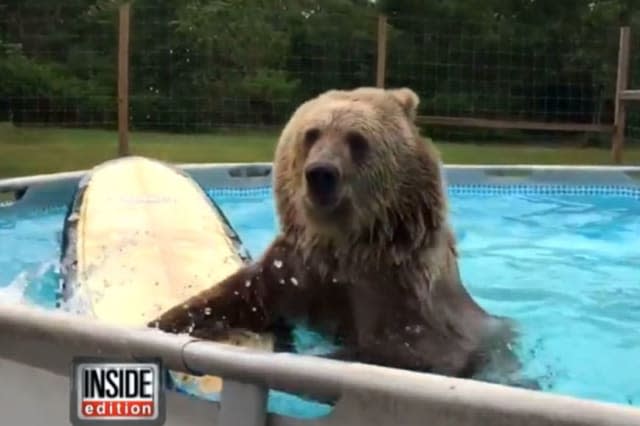 Syrian brown bear swims in pool
