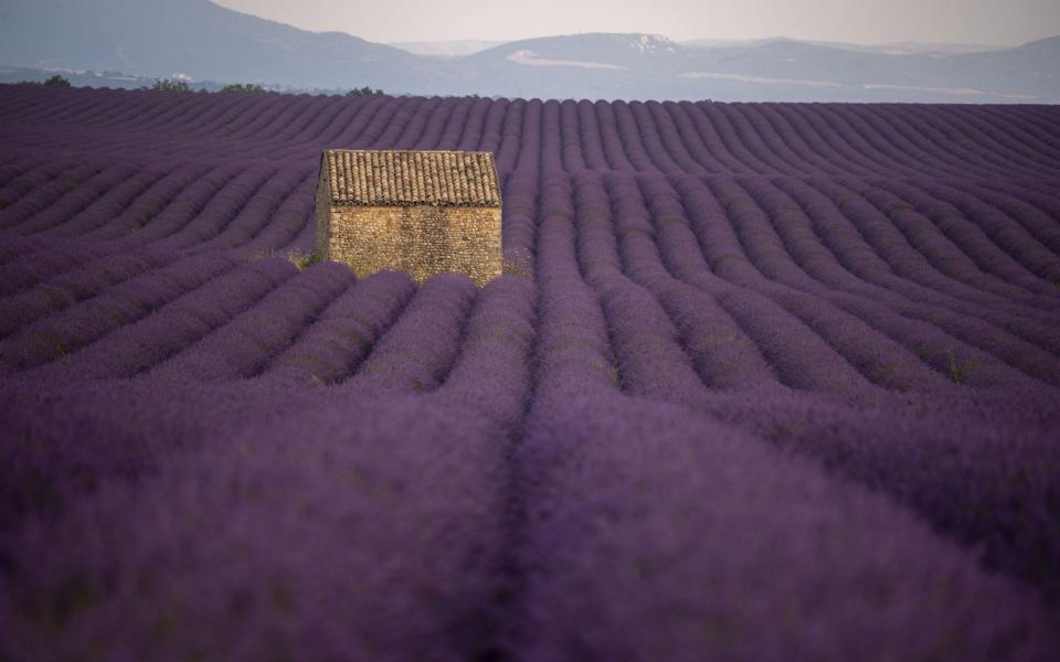 Purple lavender field - AFP