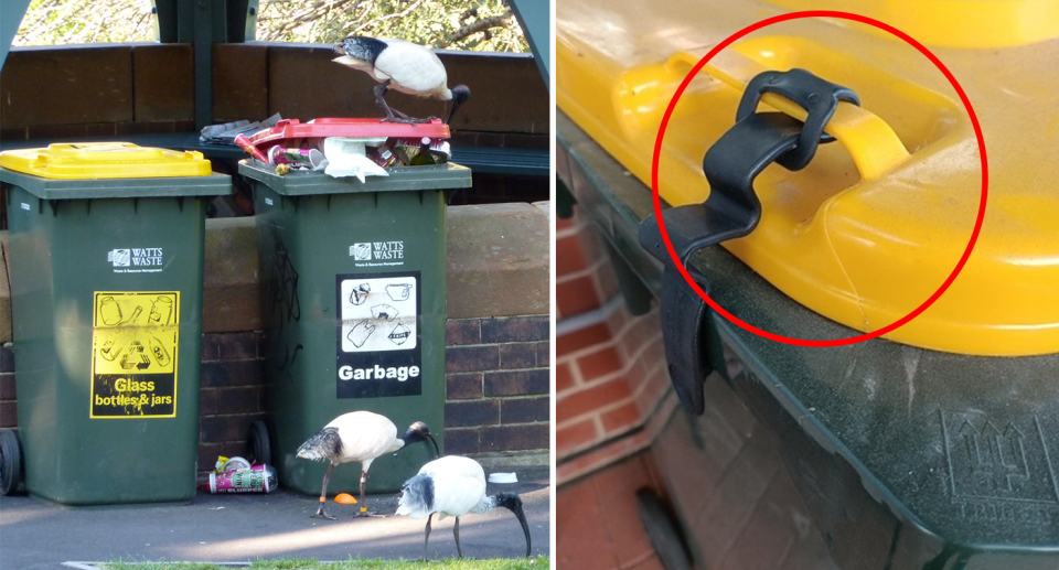 Ibis are seen scavenging in and around a set of bins, beside a clamp keeping a yellow lid bin shut. 