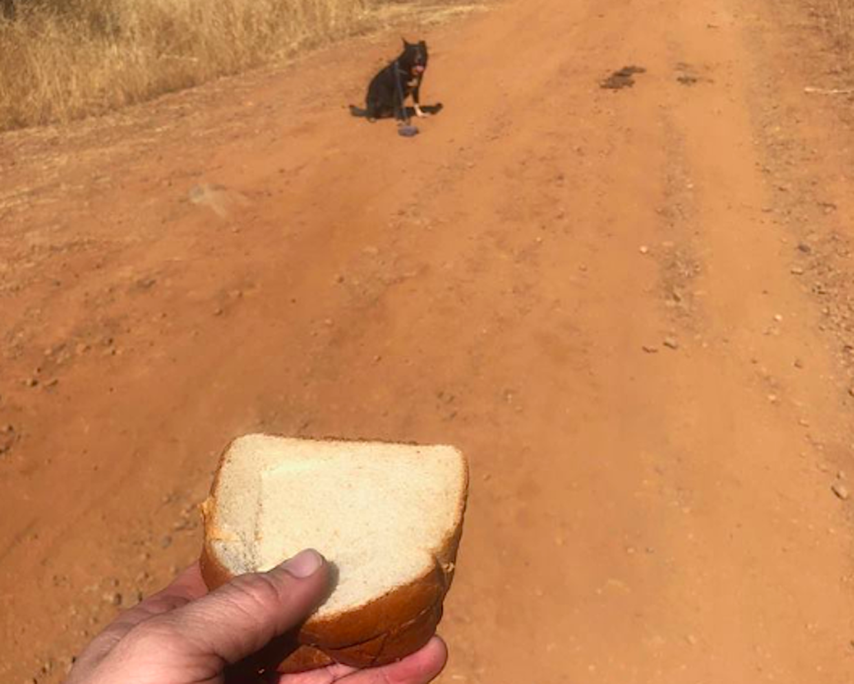 Bei der Heldentat spielte auch ein Sandwich eine Rolle. (Bild: Facebook/Christina Fan ABC30)