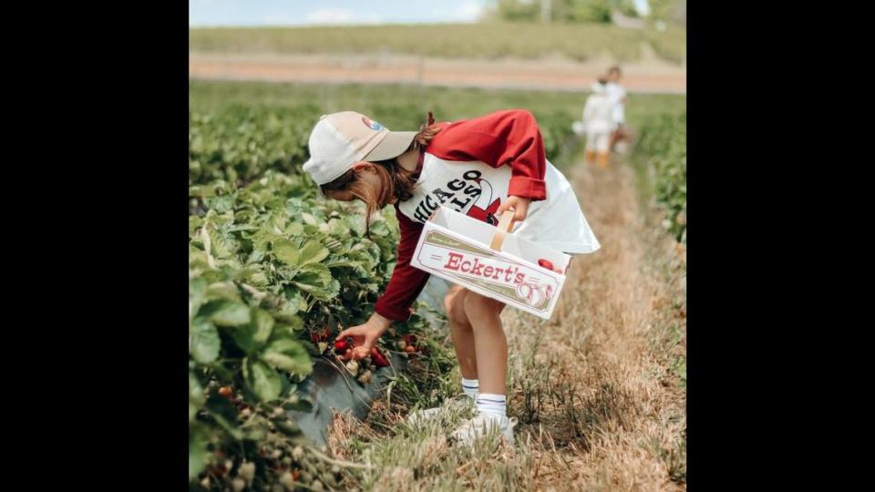 The Strawberry Festival at Eckert’s Belleville Farm takes place every weekend in May starting May 13. For details about the festival, visit www.eckerts.com.