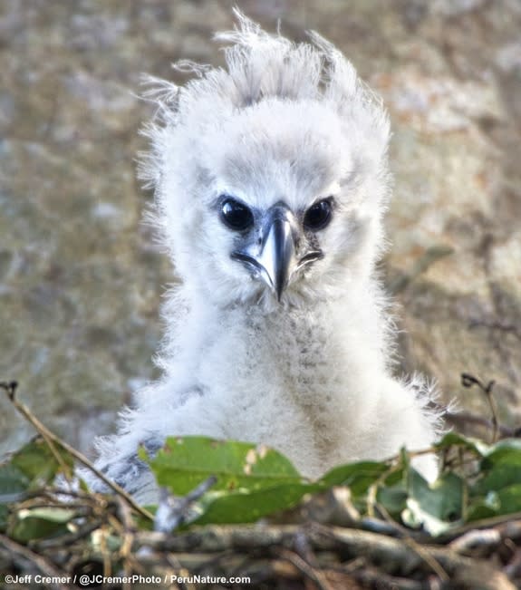 Rare Harpy Eagle Chick Captured in New Pics