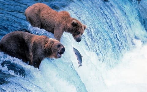 Brown bears - Credit: iStock