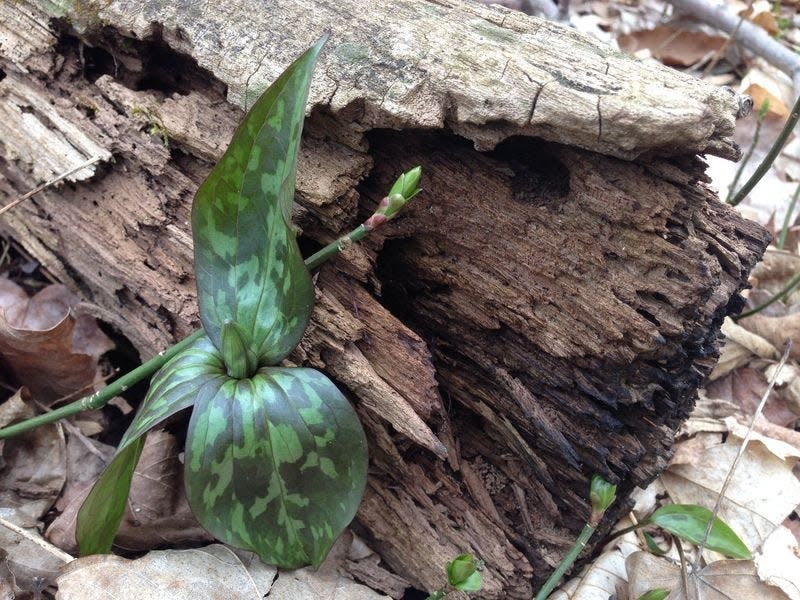 Watch for spring wildflowers to emerge in Elkhart County, like this trillium, then join a Wildflower BioBlitz via the iNaturalist app.