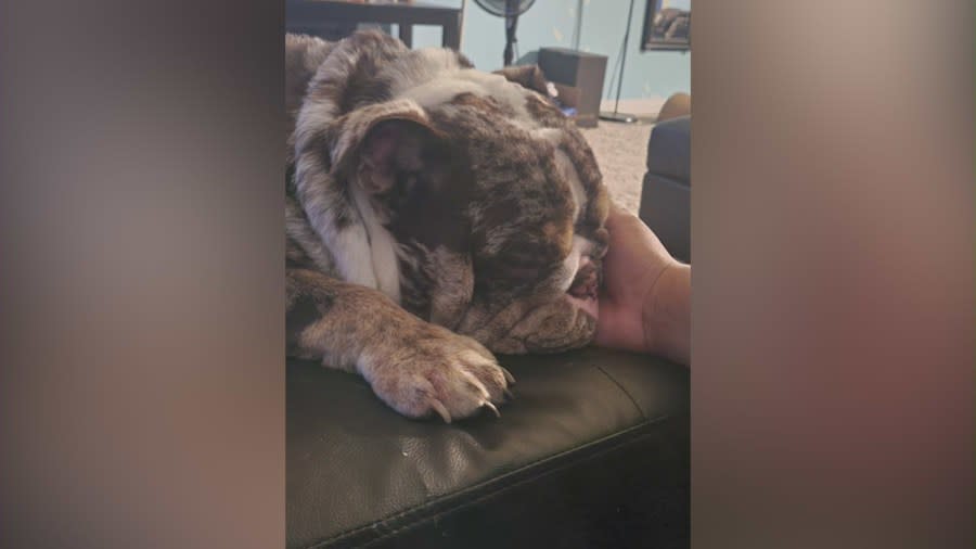 Capone is a 1-year, 10-month-old English Bulldog that was stolen at gunpoint from a couple in West Hollywood.