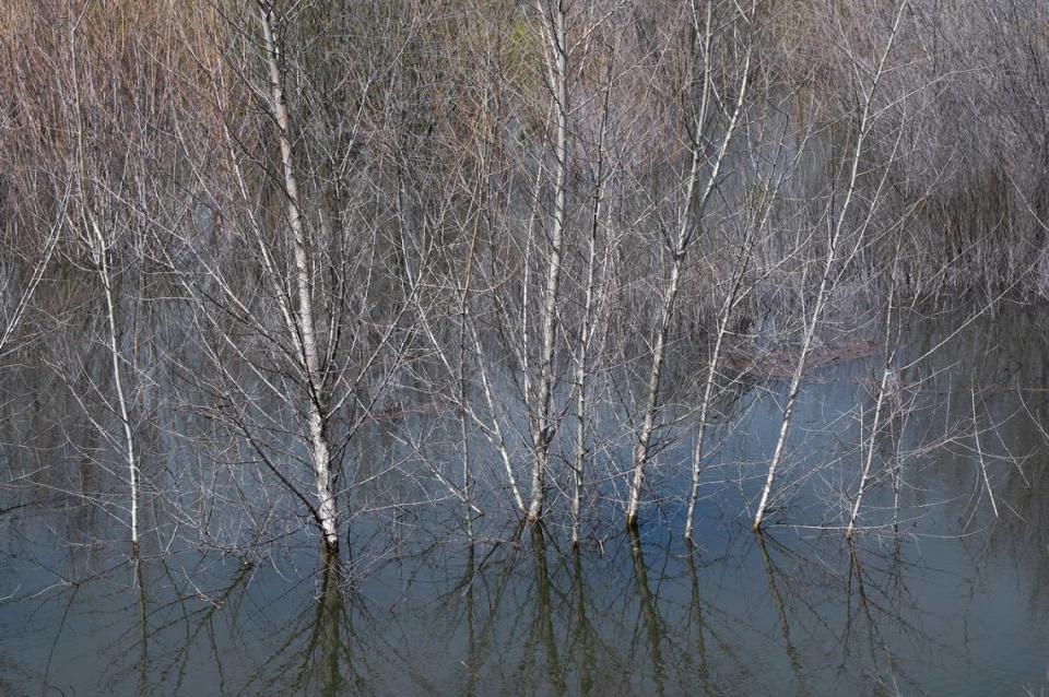 The floodplain at Dos Rios Ranch is inundated by the Tuolumne and San Joaquin rivers near Modesto, Calif., Wednesday, March 15, 2023.