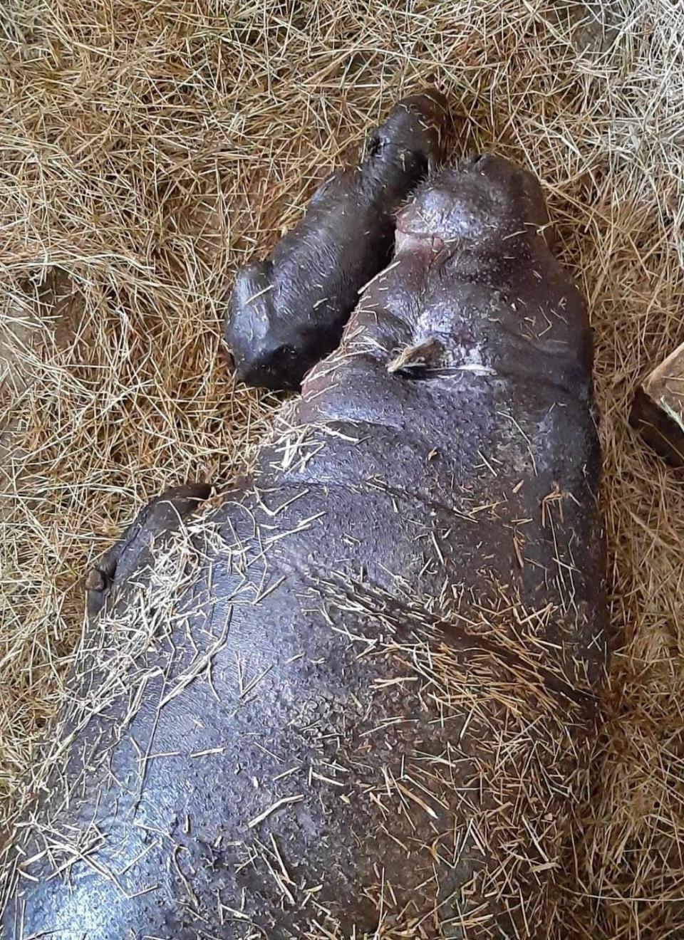 Hungry, Hungry Hippo! Endangered pygmy hippo born in Central Florida