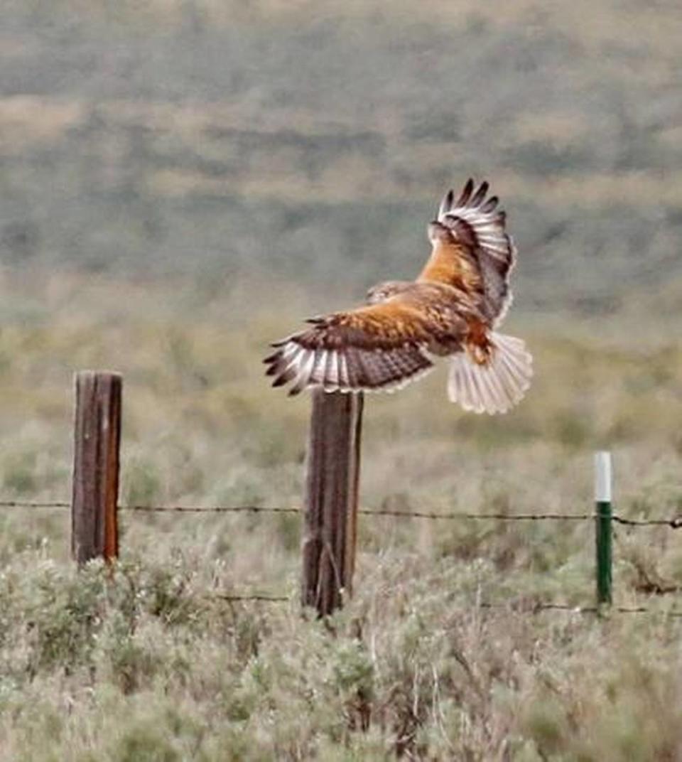 A ferruginous hawk flies low over sagebrush.