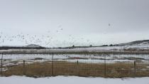 Down in the dumps: Alberta landowner has spent decades surrounded by gulls and garbage