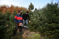 Farmer Christos Bitsios and a worker holding a chainsaw gather fir trees, grown to be sold as Christmas trees, at a farm in the village of Taxiarchis, during the coronavirus disease (COVID-19) pandemic, in the region of Chalkidiki