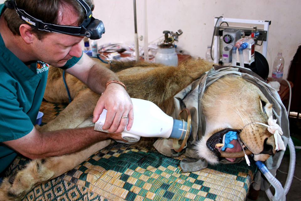 Safari dentist