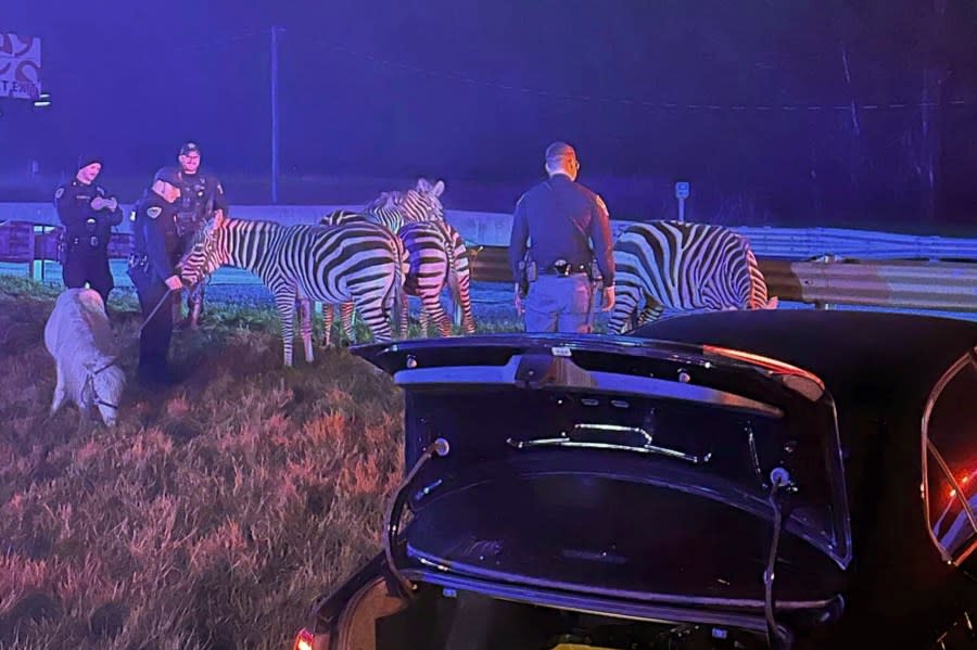 In this photo provided by Grant County Sheriff’s Office, animals are rescued by emergency responders after a truck fire near Marion, Ind., early Saturday, Jan. 27, 202. A truck hauling zebras and camels for a series of weekend circus performances caught fire early Saturday on the northeastern Indiana highway, prompting a police rescue of the animals. Sgt. Steven Glass with Indiana State Police says the tractor-trailer caught fire about 2 a.m. along Interstate 69 in Grant County about 60 miles northeast of Indianapolis. (Grant County Sheriff’s Office via AP)
