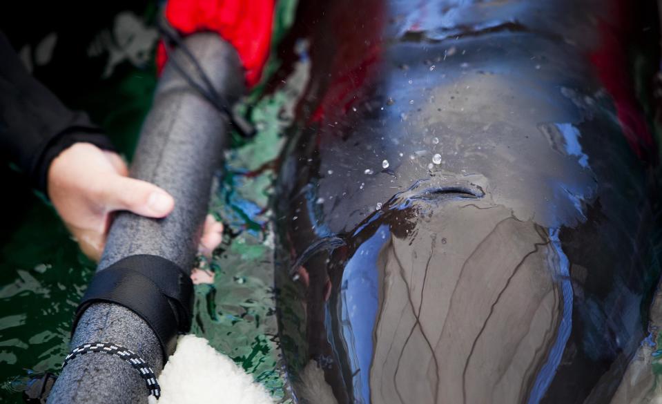 A veterinarian technician wades with a false killer whale calf after it was rescued near the shores of Tofino and brought to the Vancouver Aquarium Marine Rescue centre in Vancouver