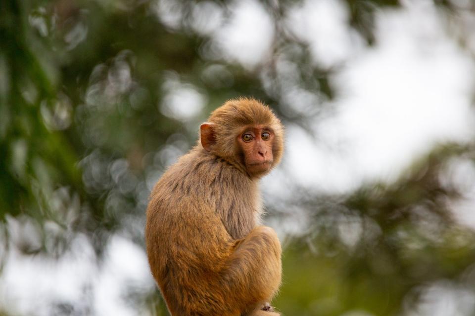 Rhesus monkey