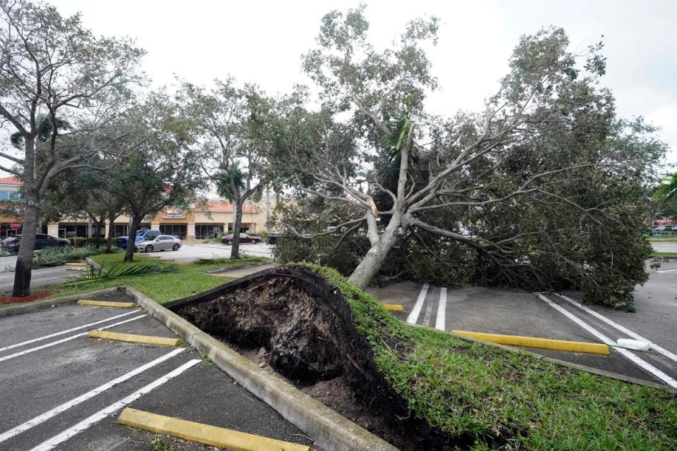 An uprooted tree, toppled by strong winds from the outer bands of Hurricane Ian, rests in a parking lot of a shopping center, in Cooper City, Florida, on Wednesday (AP)