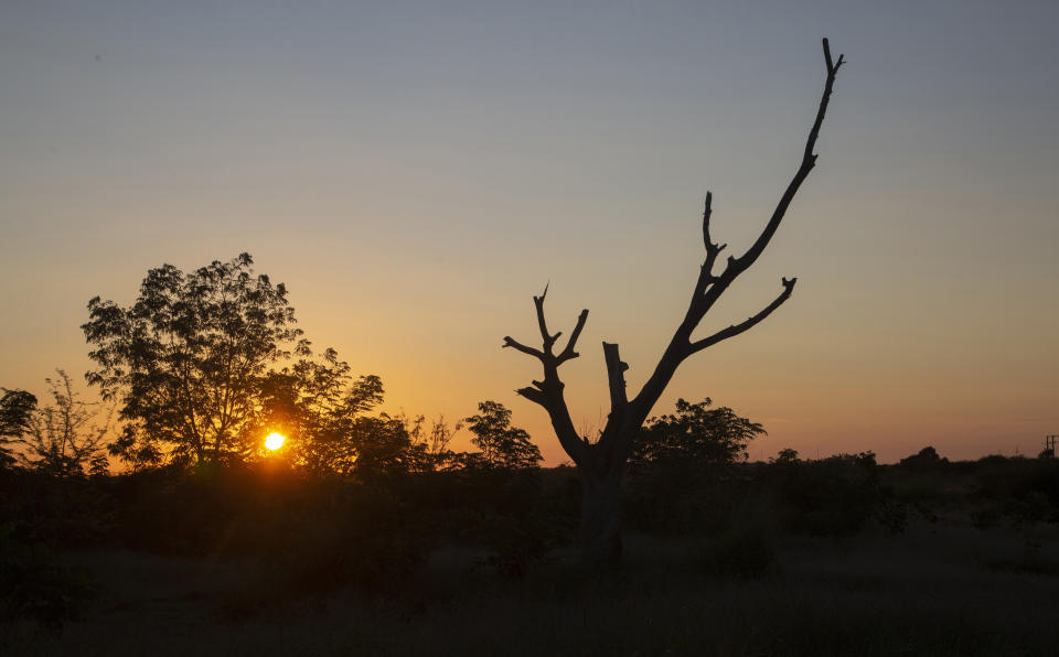 A dry tree stands at dawn in the countryside in Batabano, Cuba, Tuesday, Oct. 25, 2022. Cuba is suffering from longer droughts, warmer waters, more intense storms, and higher sea levels because of climate change. (AP Photo/Ismael Francisco)