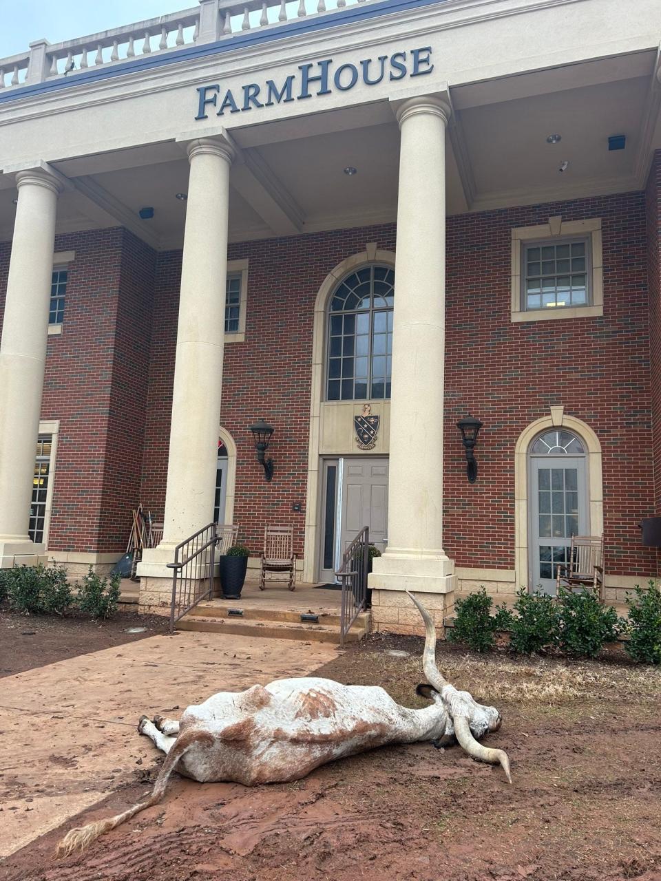 Social media posts of the animal were posted Friday morning, showing the carcass lying in the front yard of OSU's FarmHouse fraternity.