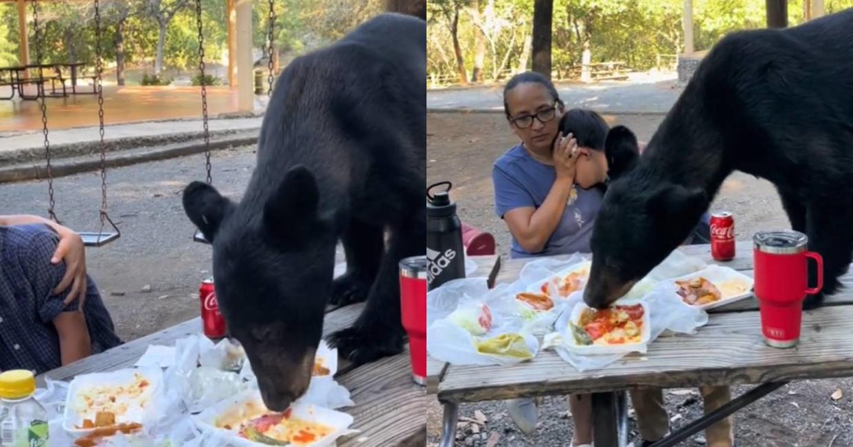 “Fue espantoso, muy impactante”: Oso irrumpe día de campo en Nuevo León. Foto: Catura de video TikTok @angelachaapa