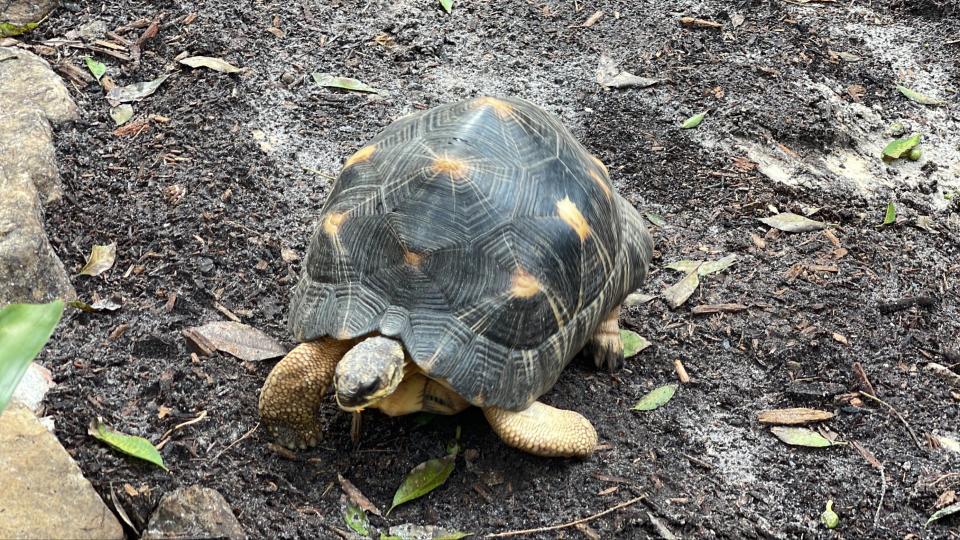 Central Florida Zoo’s radiated tortoises returned to their new home on Wednesday.