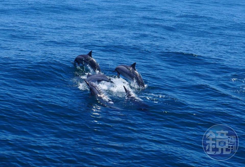 浮出水面呼吸的海豚，萌樣迷死一票遊客。