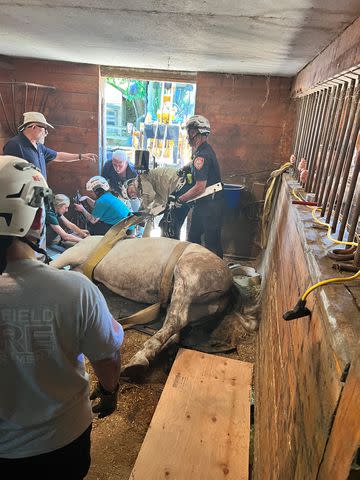 <p>MSPCA-Angell</p> A horse is rescued after falling through barn floor in Massachusetts