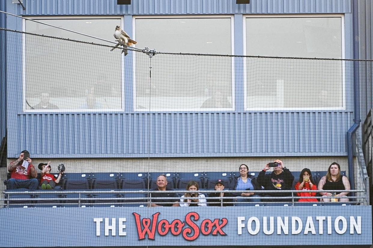 A hawk takes a rest on the protective netting behind home plate during Tuesday's WooSox game at Polar Park.