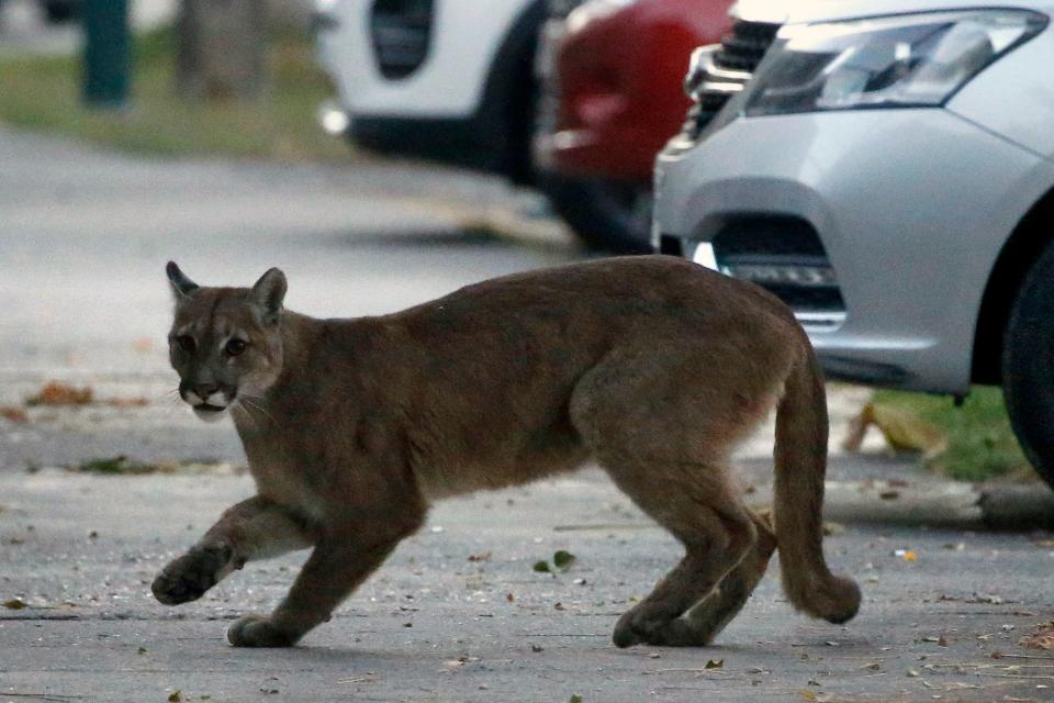 puma in chile