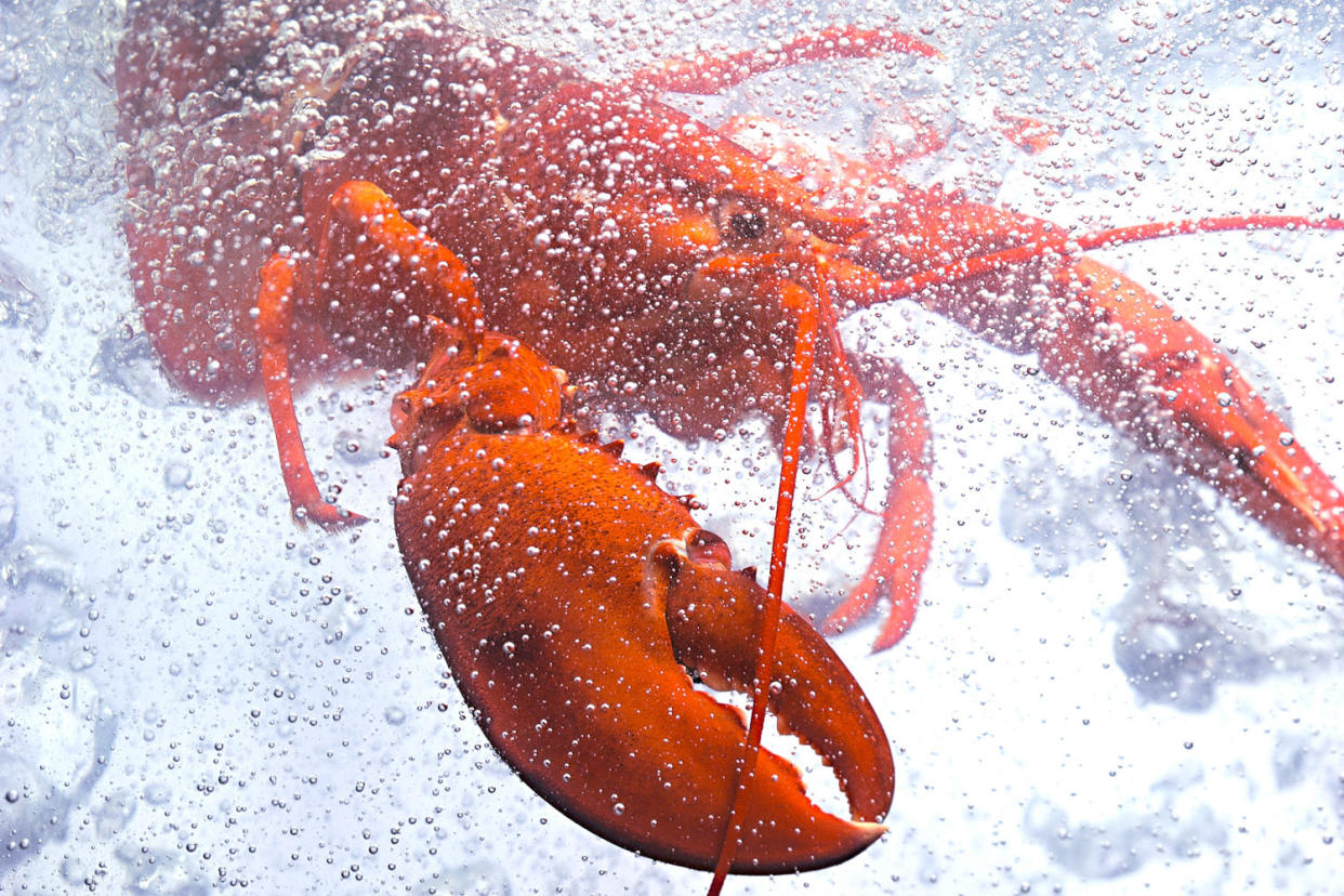 Lobster (Helge-Karl / Getty Images/iStockphoto)