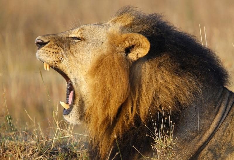 A lions yawns at Nairobi's National Park March 11, 2013.  REUTERS/Marko Djurica