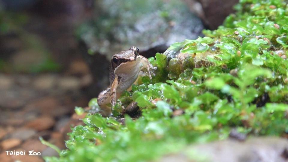 ▲動物園參與林業保育署瀕危動物保育行動計畫，與生物多樣性研究所合作將乾涸的豎琴蛙胚胎進行移地復育以建置域外備援族群。