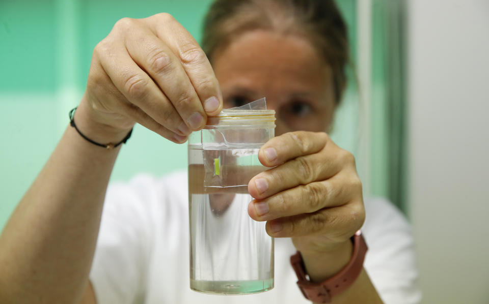 Researcher Paola Turini works at the Avantea laboratory during the inseminating of eggs from the last two remaining female of northern white rhinos with frozen sperm from two rhino bulls of the same species, in Cremona, Italy, Sunday, Aug. 25, 2019. The northern white rhino is on the verge of extinction but Sunday's operation raises hopes that they'll survive. (AP Photo/Antonio Calanni)