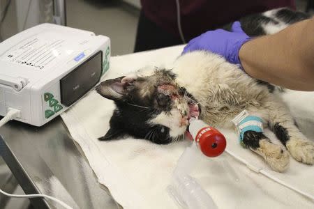 Bart the cat, with a broken jaw and facial injuries, lies down in this Humane Society of Tampa Bay picture released on January 28, 2015. REUTERS/Humane Society of Tampa Bay/Handout via Reuters