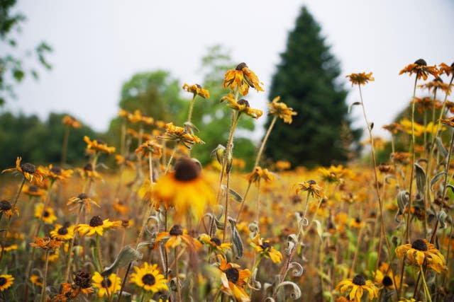 Rudbeckia blossoms 