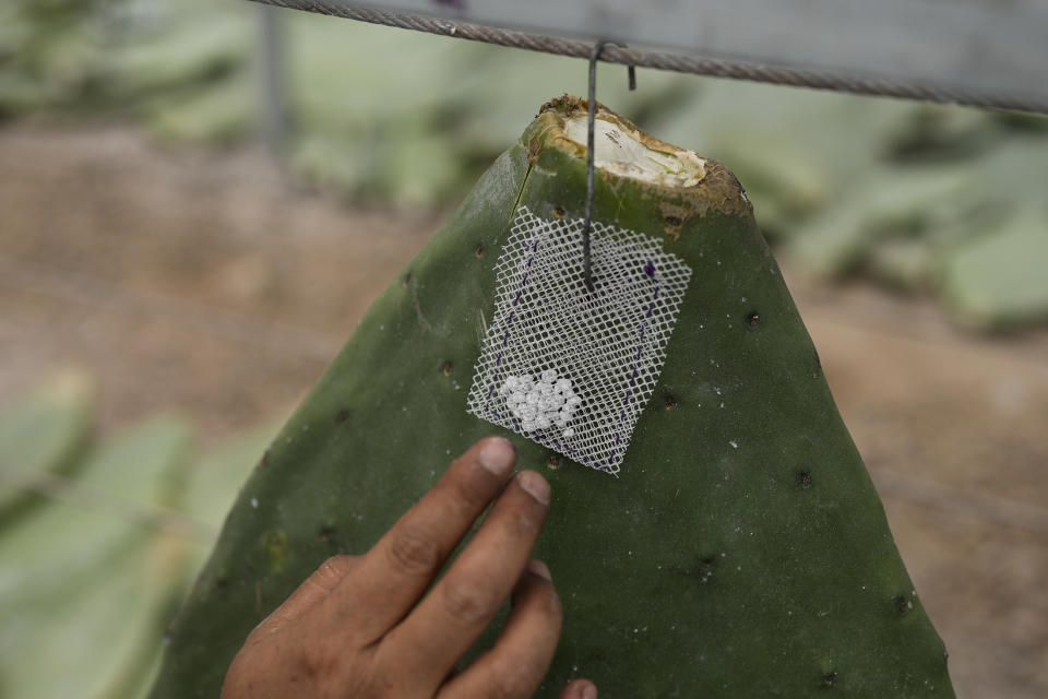 Mayeli García cuelga una bolsita con insectos adosada a una yema de nopal de la que las larvas se alimentarán hasta que maduren, en San Francisco Tepeyacac, al este de la Ciudad de México, el 24 de agosto de 2023. Los insectos, conocidos como Dactylopius coccus, contienen ácido carmínico, que se emplea para producir tinte de cochinilla, un pigmento natural de un color rojo intenso. (AP Foto/Eduardo Verdugo)