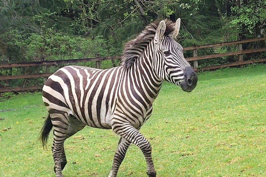 This image provided by the Washington State Patrol shows a zebra that got loose Sunday, April 28, 2024, when the driver stopped at the Interstate 90 exit to North Bend, Wash., to secure the trailer in which they were being carried. The Washington State Patrol said the four zebras made their way to the town before three were capture, and the fate of the fourth was not immediately known. (Rick Johnson/Washington State Patrol via AP)