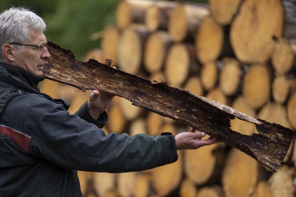 Media officer Michael Rudolph shows burrows created by bark beetles at the inner side of bark pulled from an infested spruce tree in a forest in Lower-Saxony state forests at the Harz mountains near Clausthal-Zellerfeld, Germany, Thursday, July 27, 2023. The tiny insects have been causing outsized devastation to the forests in recent years, with officials grappling to get the pests under control before the spruce population is entirely decimated. (AP Photo/Matthias Schrader)