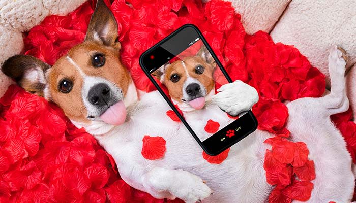 good-news-dog-dating-app