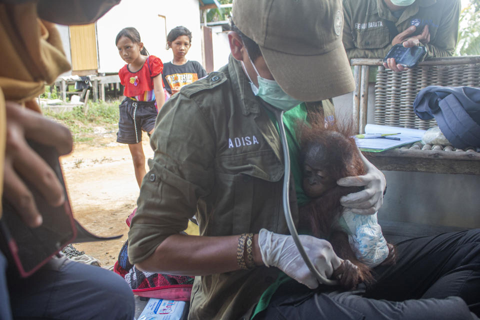 The baby orangutan, 'Aben' by his rescuers, with male vet Adisa. These heart melting images show the moment a baby orangutan, separated from its mother, was recovered by conservationists in Limpang, a village in Jelai Hulu District, Borneo, Indonesia. See SWNS story SWOCrescue. This is the touching moment a baby orangutan separated from its mother is rescued by villagers in one of the remotest places on earth. Video shows the frightened baby ape holding tightly onto conservationists who comfort him, after stumbling upon a tiny village in Indonesia.  Named 'Aben' by his rescuers, the orangutan - less than a year old - looks around with large beady eyes as he is kept warm and tested for contagious diseases. According to welfare group International Animal Rescue (IAR), Aben was found in Limpang, a village in Jelai Hulu District, earlier this month.