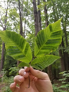 Beach leaf disease affects and kills both native and ornamental beech tree species.