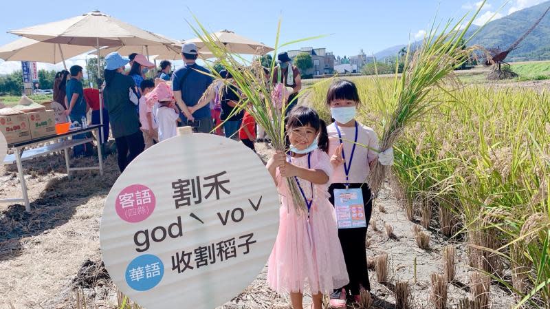 臺東好米收冬祭！羅文裕領軍臺東版「客家小吵」鬧起來