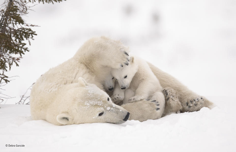 Finalist: Warm embrace – Debra Garside, Canada