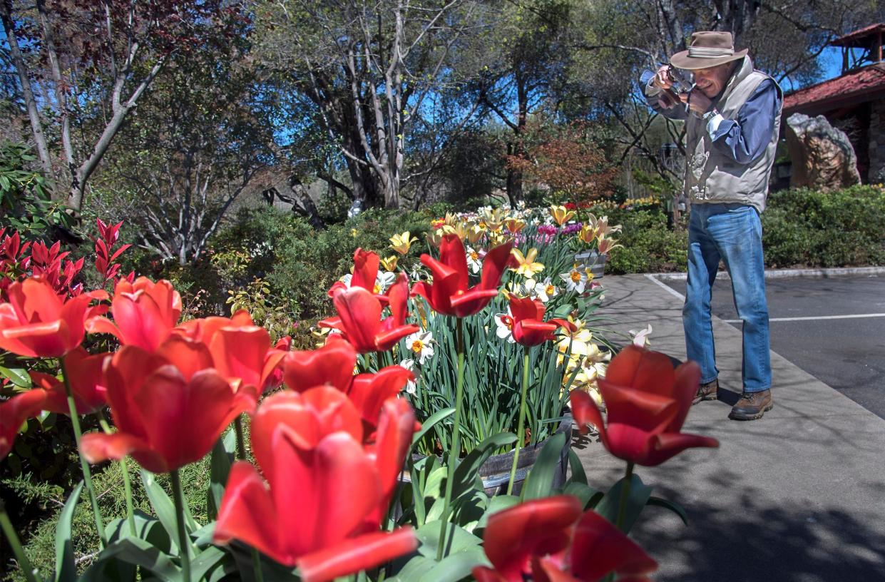 Bruce Redpath of Murphys takes a picture of some of the flowers growing at the Ironstone Vineyards in the Mother Lode town of Murphys on Apr. 2, 2019. By placing the flowers at the right close to the camera lens it helps to create a visually strong foreground that helps to bring the view into the scene. 