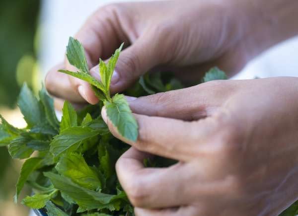 Woman pinches mint plant leaves.